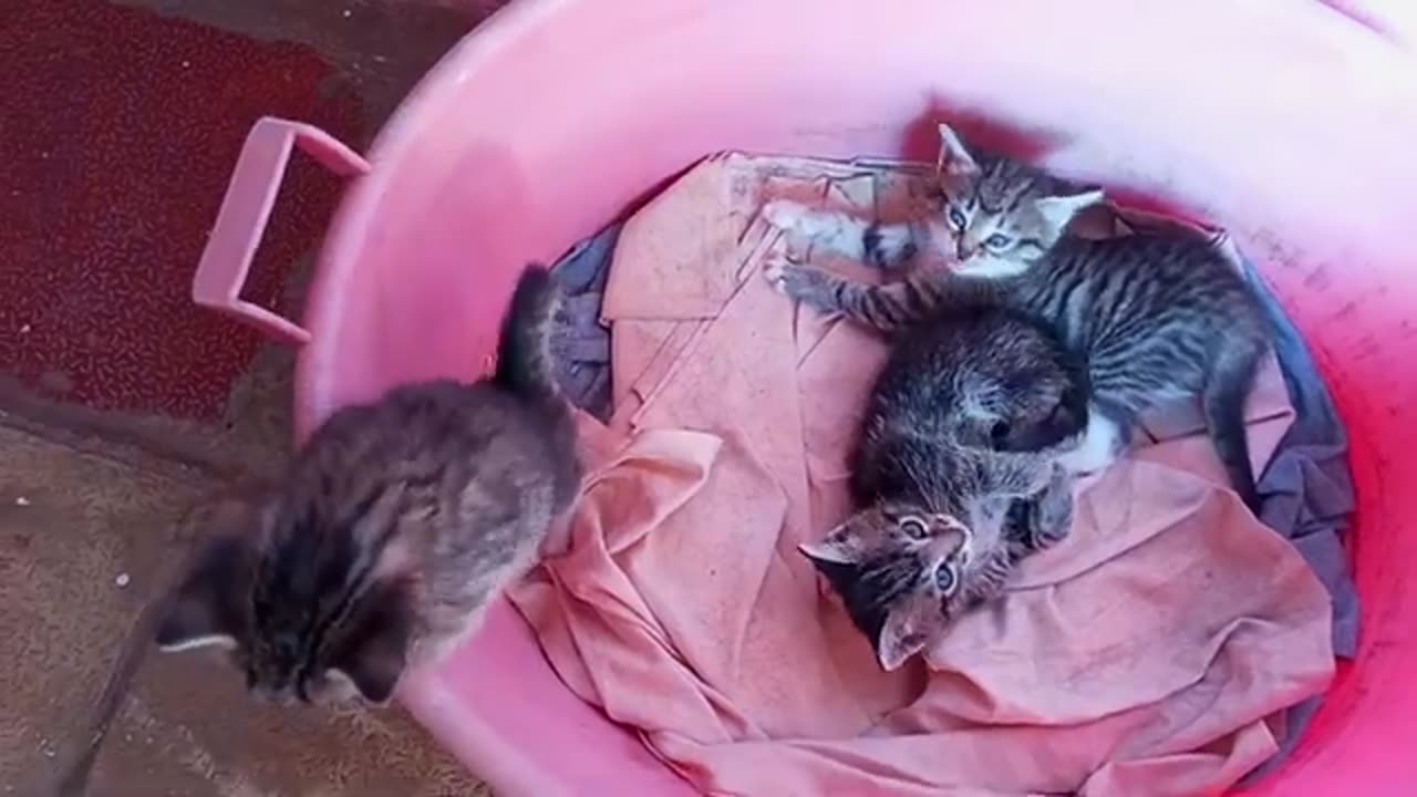 Cute baby Kittens are petted by a Dog 😍