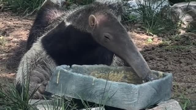 What a cute anteater