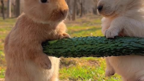 Puppy and rabbit share cucumber