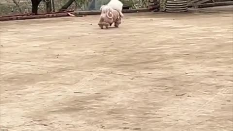 Funny animal video