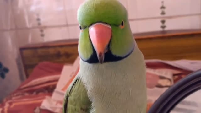 Cute Baby parrot American home talking