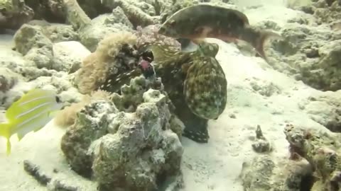 The Eagle Dies While Hunting Octopus In The Ocean