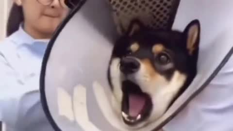 funny animals video