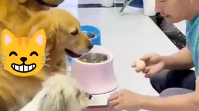 Funny cats