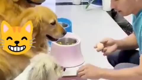 Funny cats