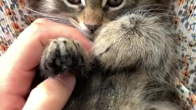 Cute cat 🐱#short #youtubeshort