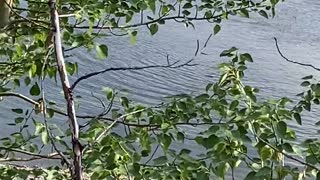 Grizzly Tries to Ride Paddleboard