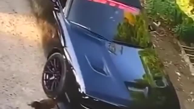 Rooster vs sports car