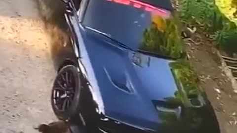 Rooster vs sports car