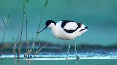 Inverted billed snipe