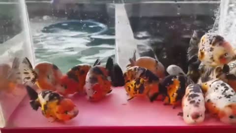 The most beautiful Calico Ranchu goldfish collection-15