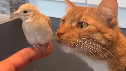 Cat eating bird