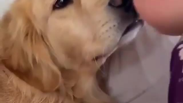 🐶Dog showing his love when baby kissed above his nose