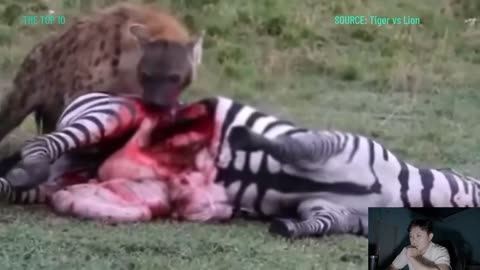 THE END 😳 ANIMALS HUNTING| Hynnas hunting Zebra 🦓