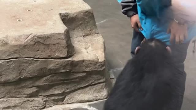 orangutans