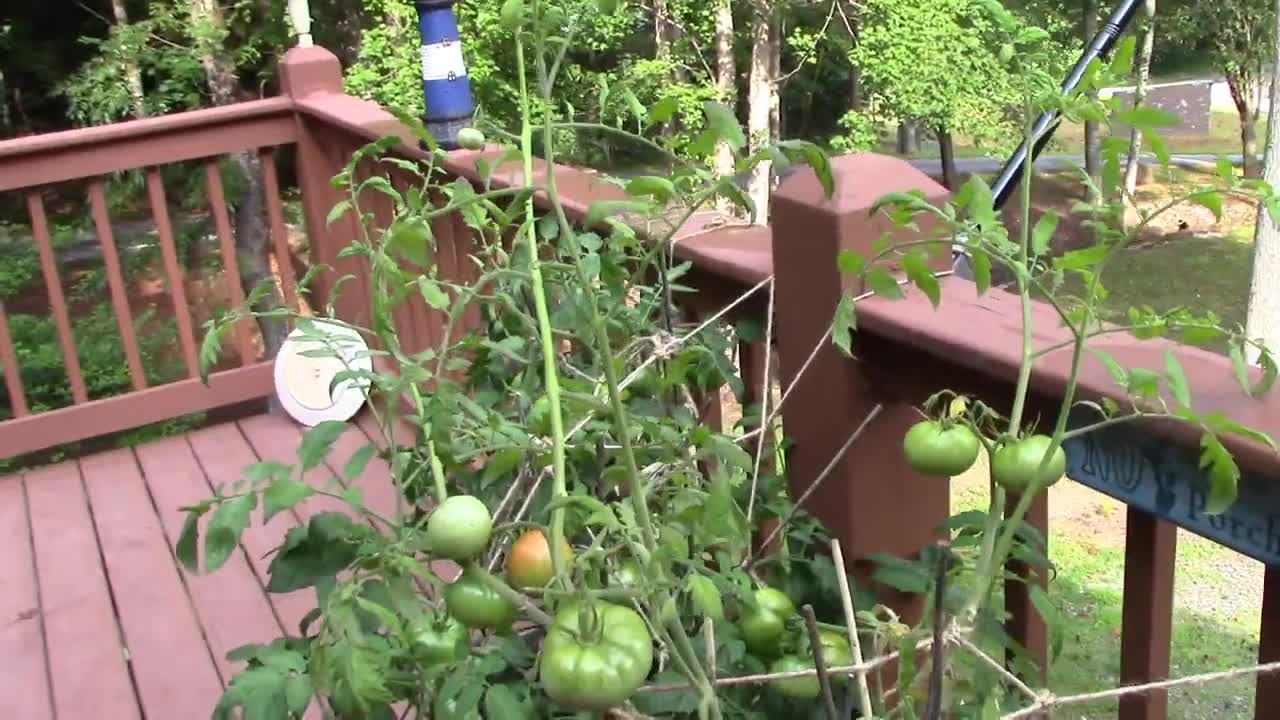How to Grow TOMATOES on the PORCH