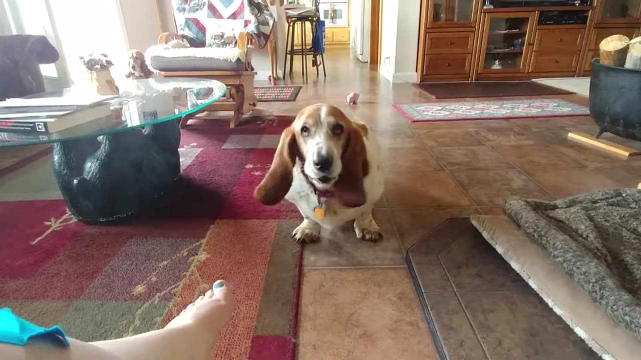 Basset Hound demanding attention