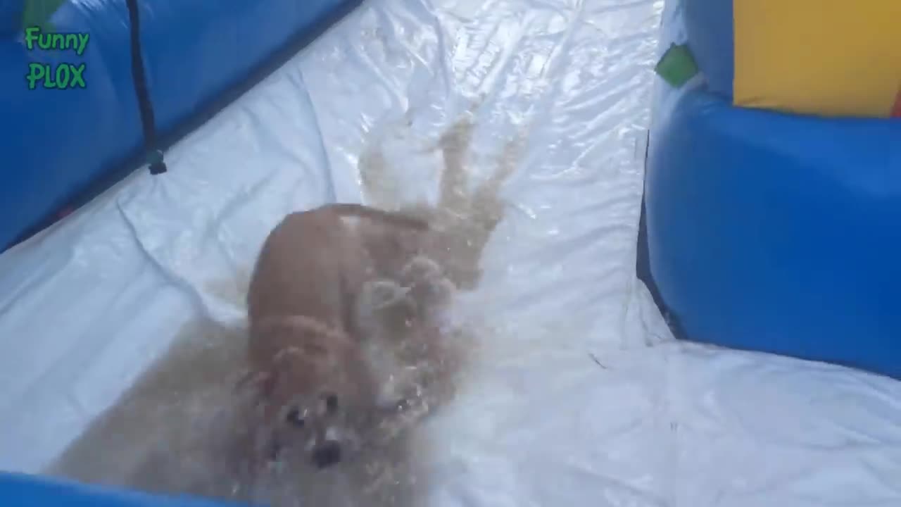 Funny Dogs on Water Slides Compilation