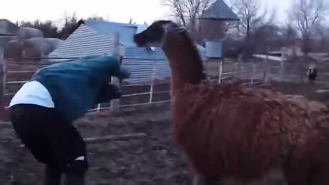 Funny act from animals