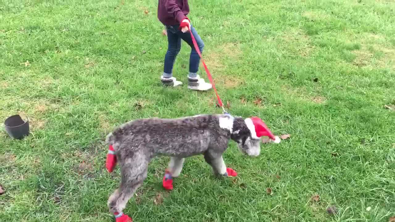 a girl walks a dog dressed in a Christmas outfit - barbie walking puppy