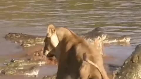 The lion challenged the crocodile