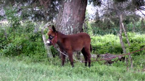 Baby Farm Animals