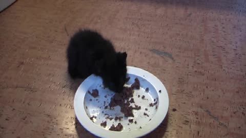 Two Tiny Kittens That Survived A Caesarean Section