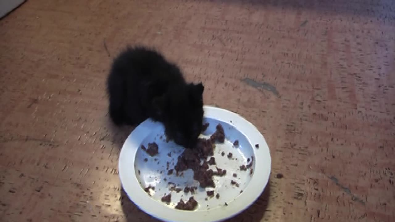 Two Tiny Kittens That Survived A Caesarean Section