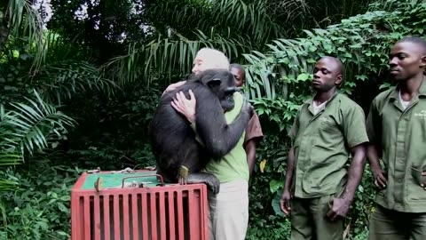 Jane Goodall Releases Chimp