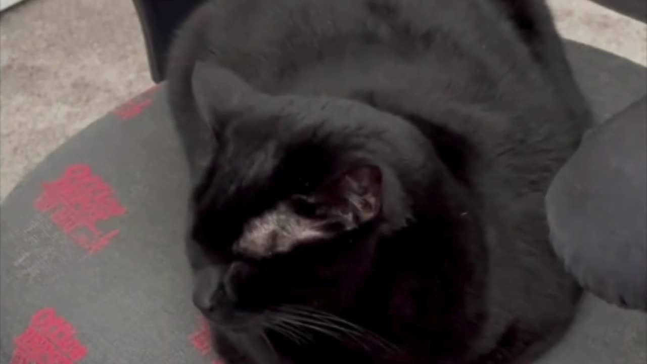 Adopting a Cat from a Shelter Vlog - Cute Precious Piper Gets Ready to Do Some Good Work #shorts