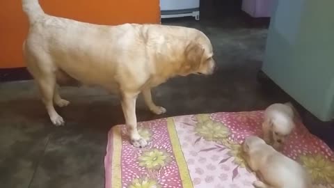 Puppies Are Fighting But Mom Knows How To Stop Them