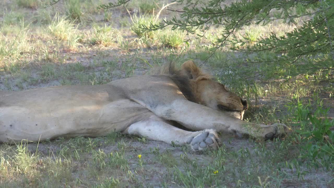 Close up from a male lion sleeping under a tree at Central Kalahari Game Reserve, Botswana