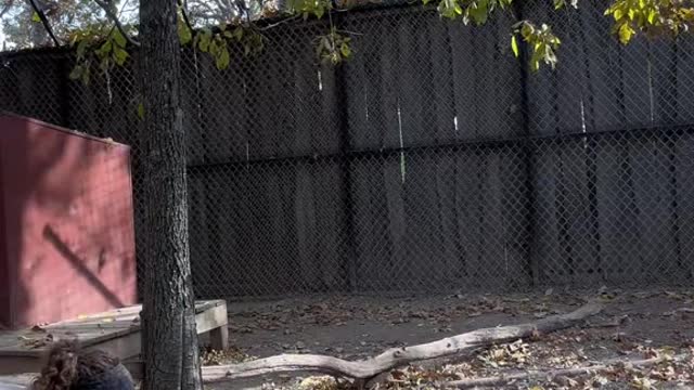 They have such a goofy run haha. Scary is they can run 35+mph