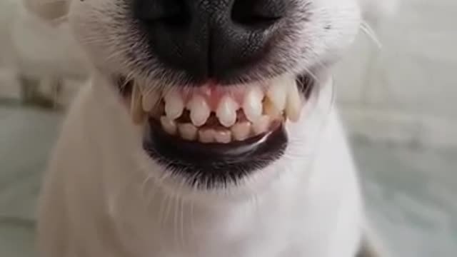 Funny Dog Can Smile 😂😂 - He Has Better Teeth Than Me 😂😂