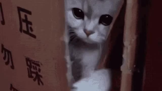 Cute Cat Gif