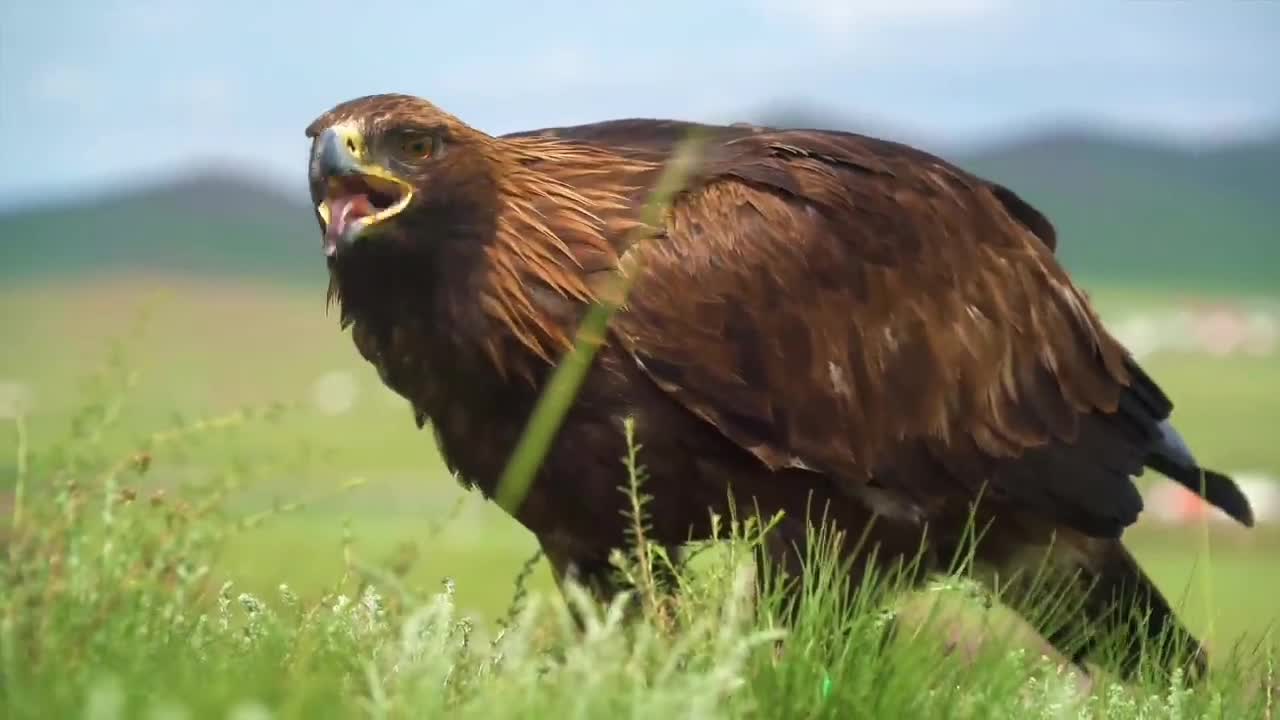 Wild animals ep3