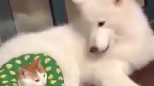 😀😀CAT VS DOG😄😄 #short video