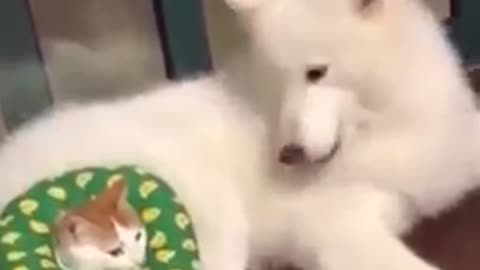 😀😀CAT VS DOG😄😄 #short video