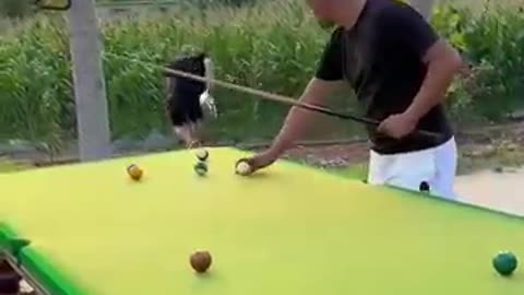 P337💰l Funny Video Billiards million views