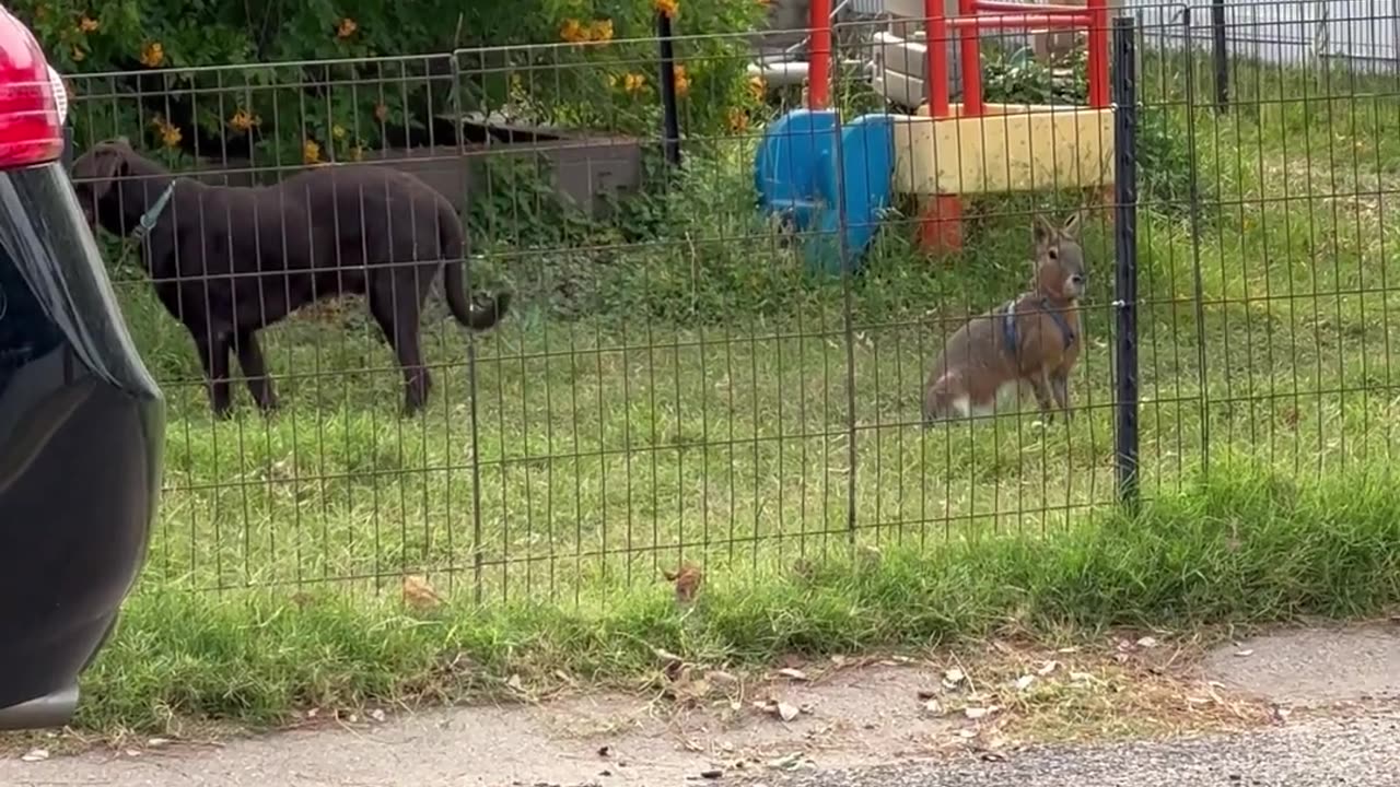 Strange Pet Spotted In Yard || Viral Verse