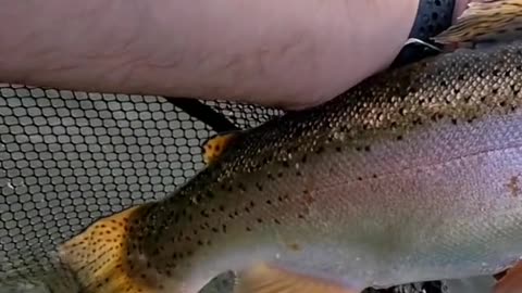 Do any other trout fight as hard as a big rainbow