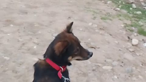 Dog walking