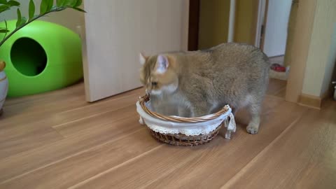 What's this basket for