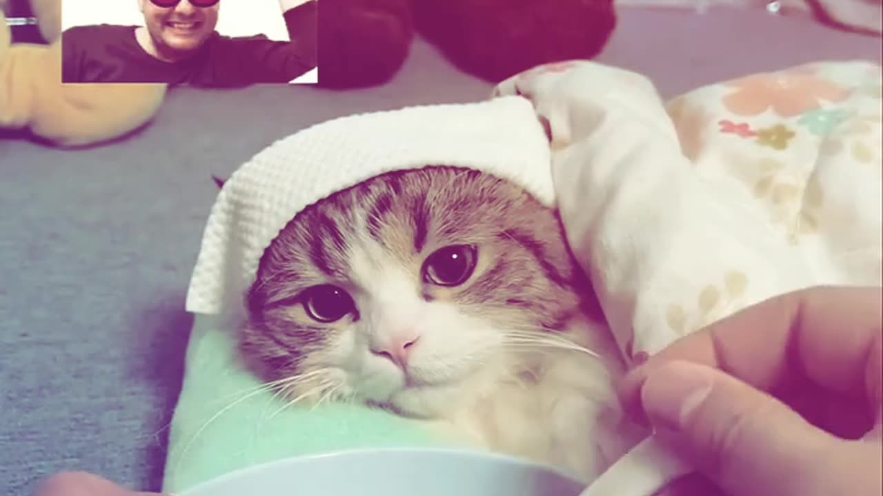 Fuuny and Cute Cats Video #143