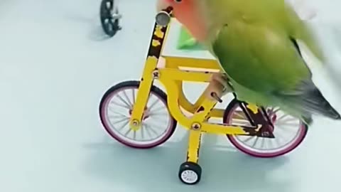 Talented parrot