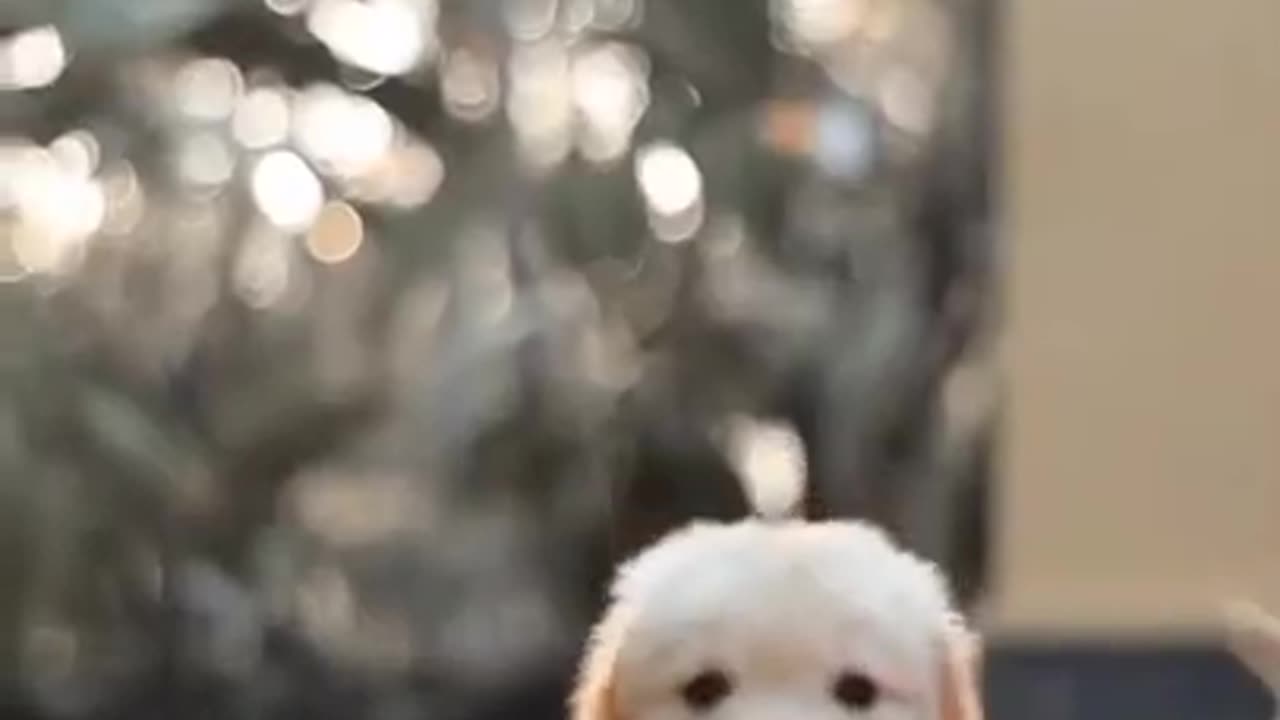 Cute baby dog 🐕🐕🐕