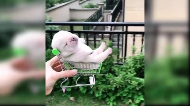 Cute puppy aww full moment