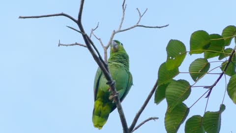 Parrot singing over the tree