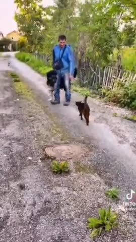 Cats are also taken to war😂😂#funny #cat