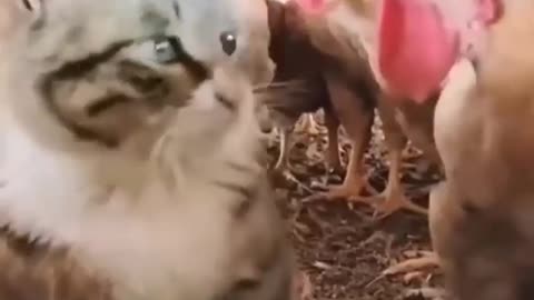 Funny Animals Cat